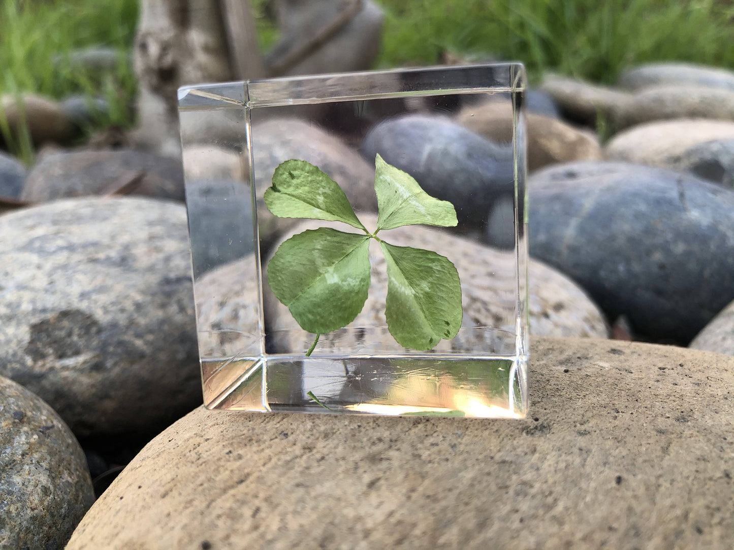 Real Four Leaf Clover Cube 1.6"