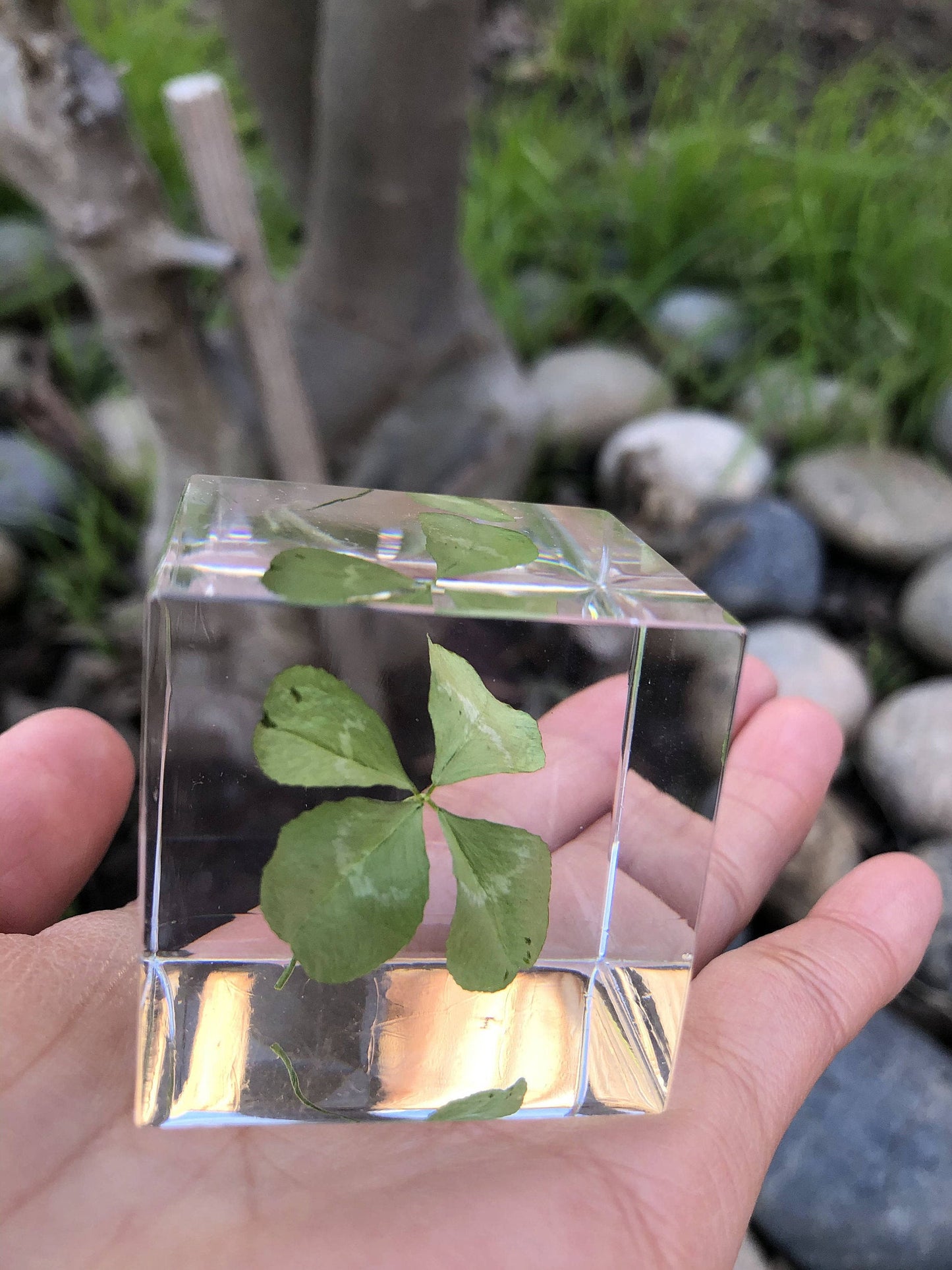 Real Four Leaf Clover Cube 1.6"