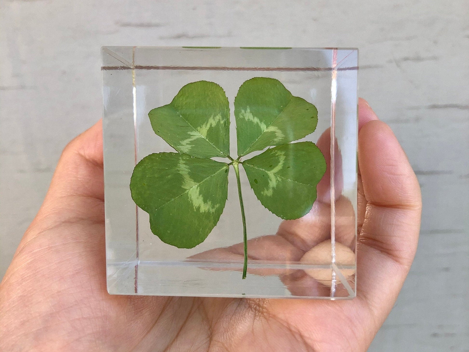 Real Large Four Leaf Clover Cube 2”